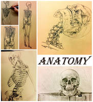 bones study