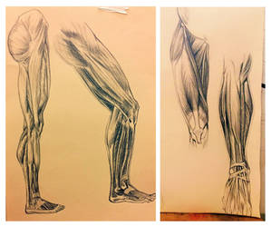 Leg Anatomy Study