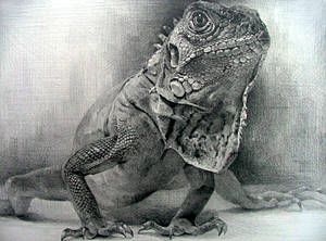 Iguana