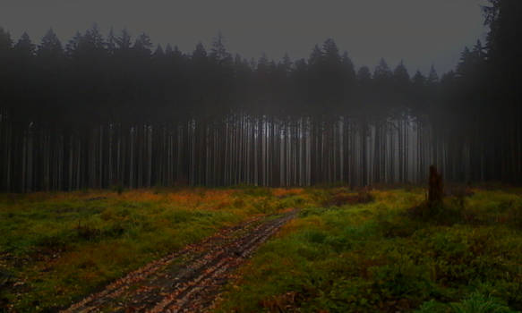 dark forest with meadow