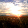 field with sun 1