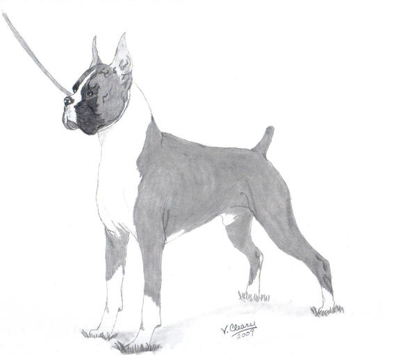 Deviantart Boxer Dog Boxer show dog by GingerC on DeviantArt