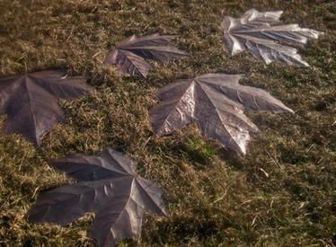 Giant Copper Maple Leaves