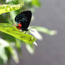 Finally, a butterfly! Eumaeus atala