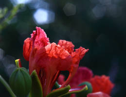 Royal Poinciana (Delonix regia)