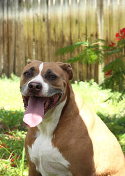 Tongue in the sun.