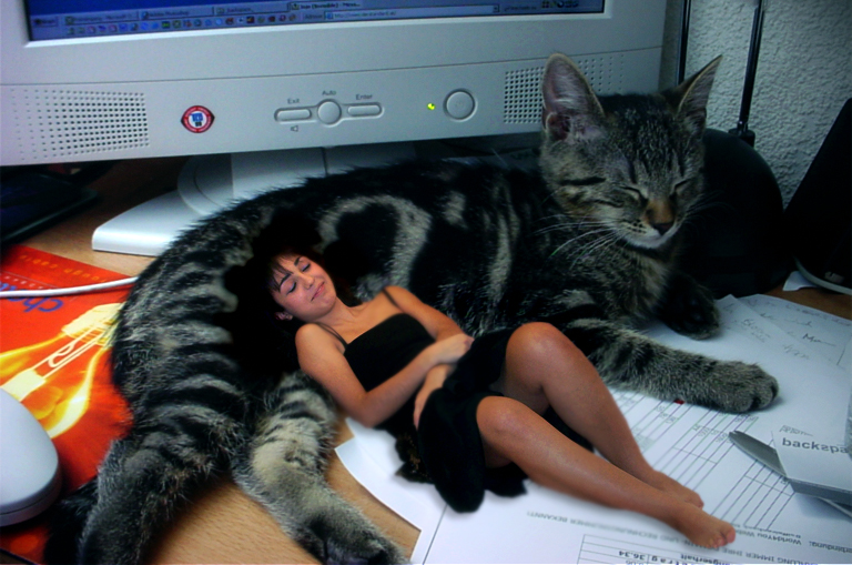 Cat Nap