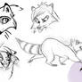 Raccoon Designs