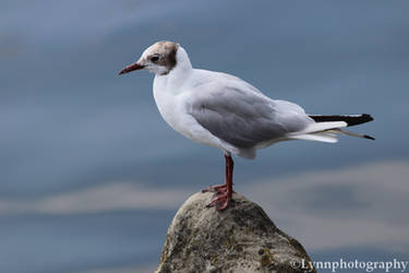 Watcher of the sea