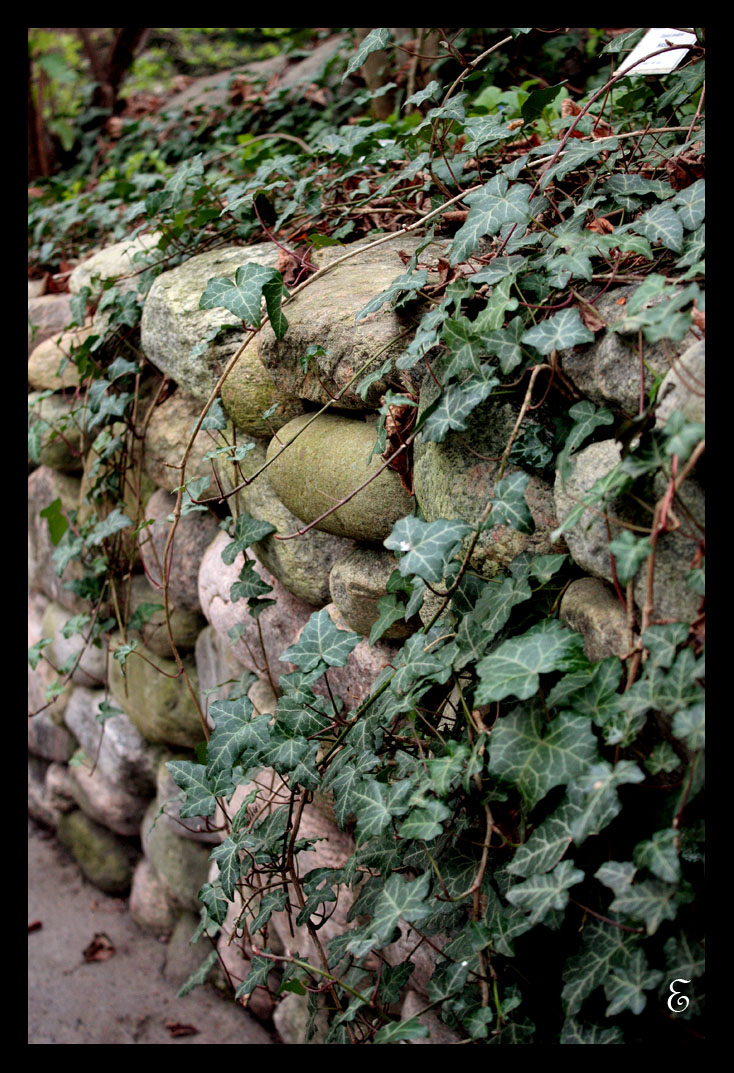 Ivy wall