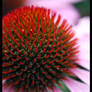 Red Rudbeckia