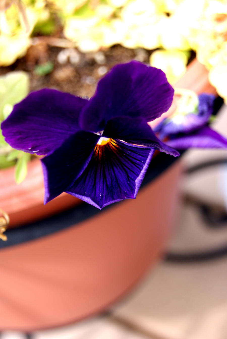 Purple Flower Upclose.