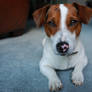 My Dog Alfie The Jack Russell