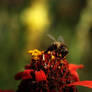 bee and red flower 2