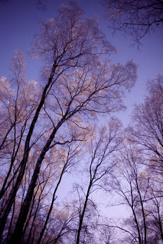 Winter trees