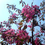 flowered tree