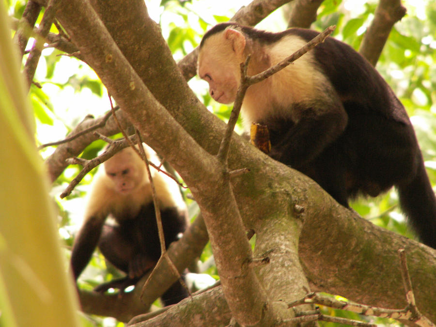 Monkeys by rubyhorse on DeviantArt