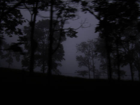 Nighttime rain forest 2