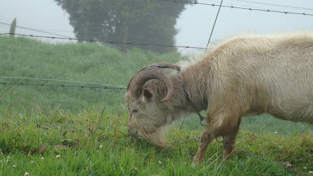 Mountain goat