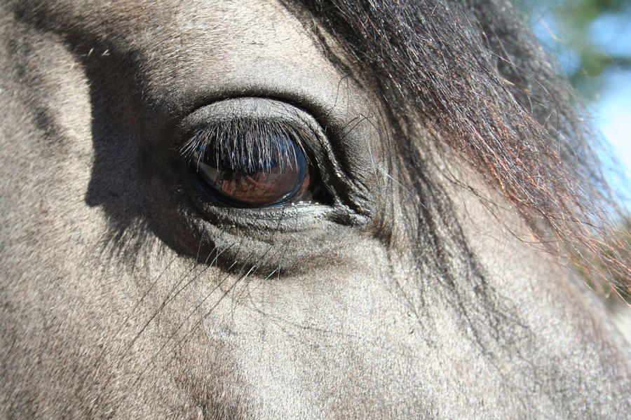 Horse Eye