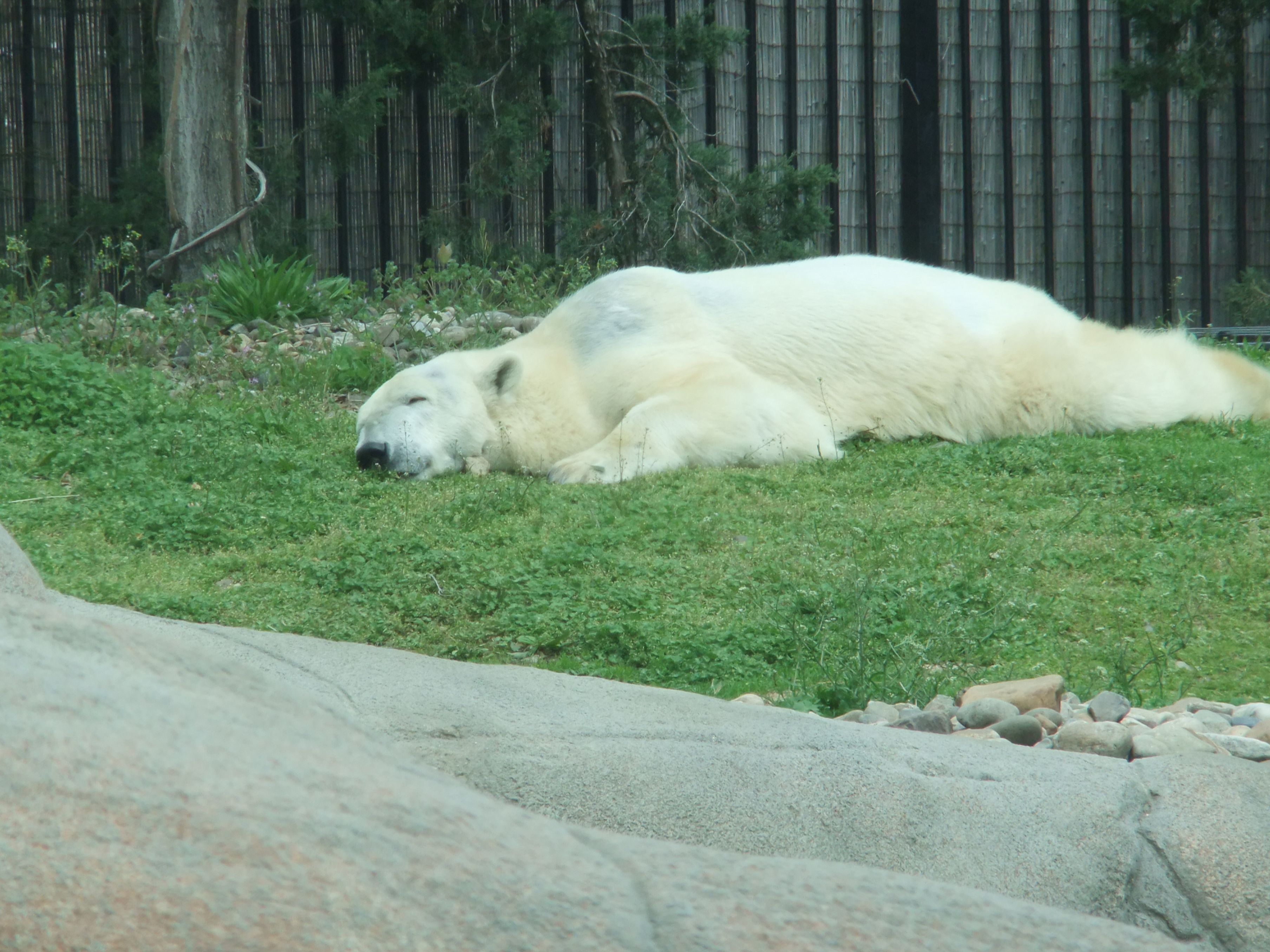 Sleeping Husky