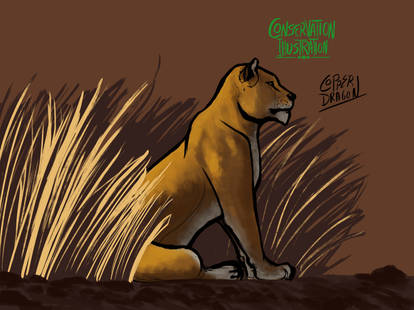 Conservation Illustration Project - Asiatic Lions