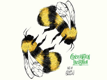 Conservation Illustration Project - Bumblebee