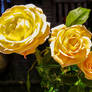 Grandmother's Yellow Roses