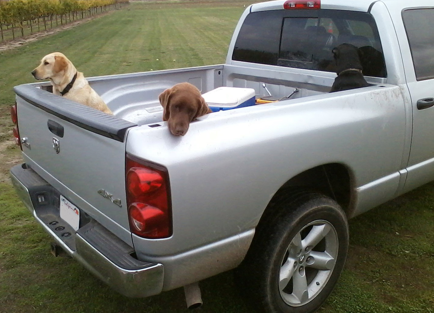 3 Road Trip Dogs