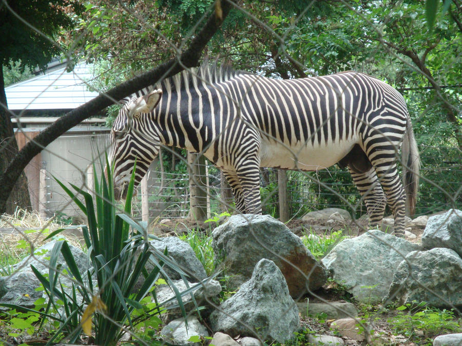 Zebra