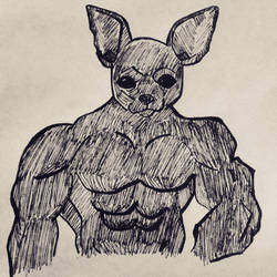 Muscular Chihuahua 