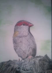 Water Colour Bird - Red Browed Finch