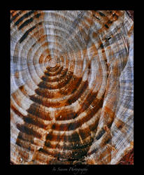 Tree Rings Tell Tales