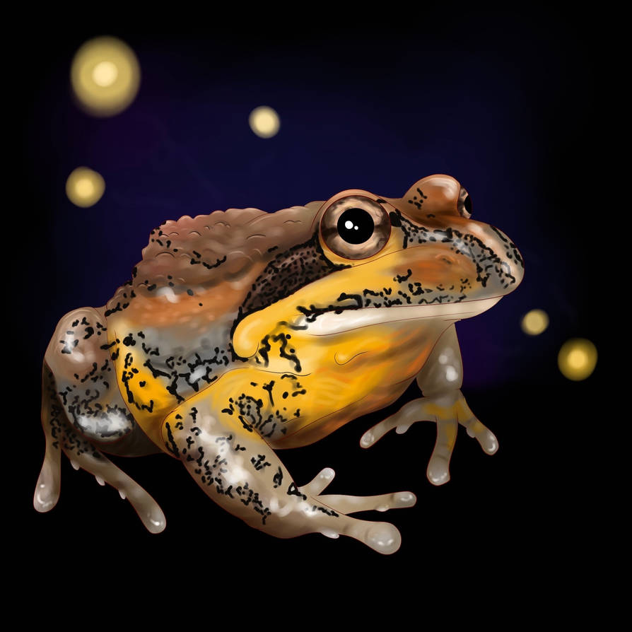 Bullfrog by FinchsArtworks on DeviantArt