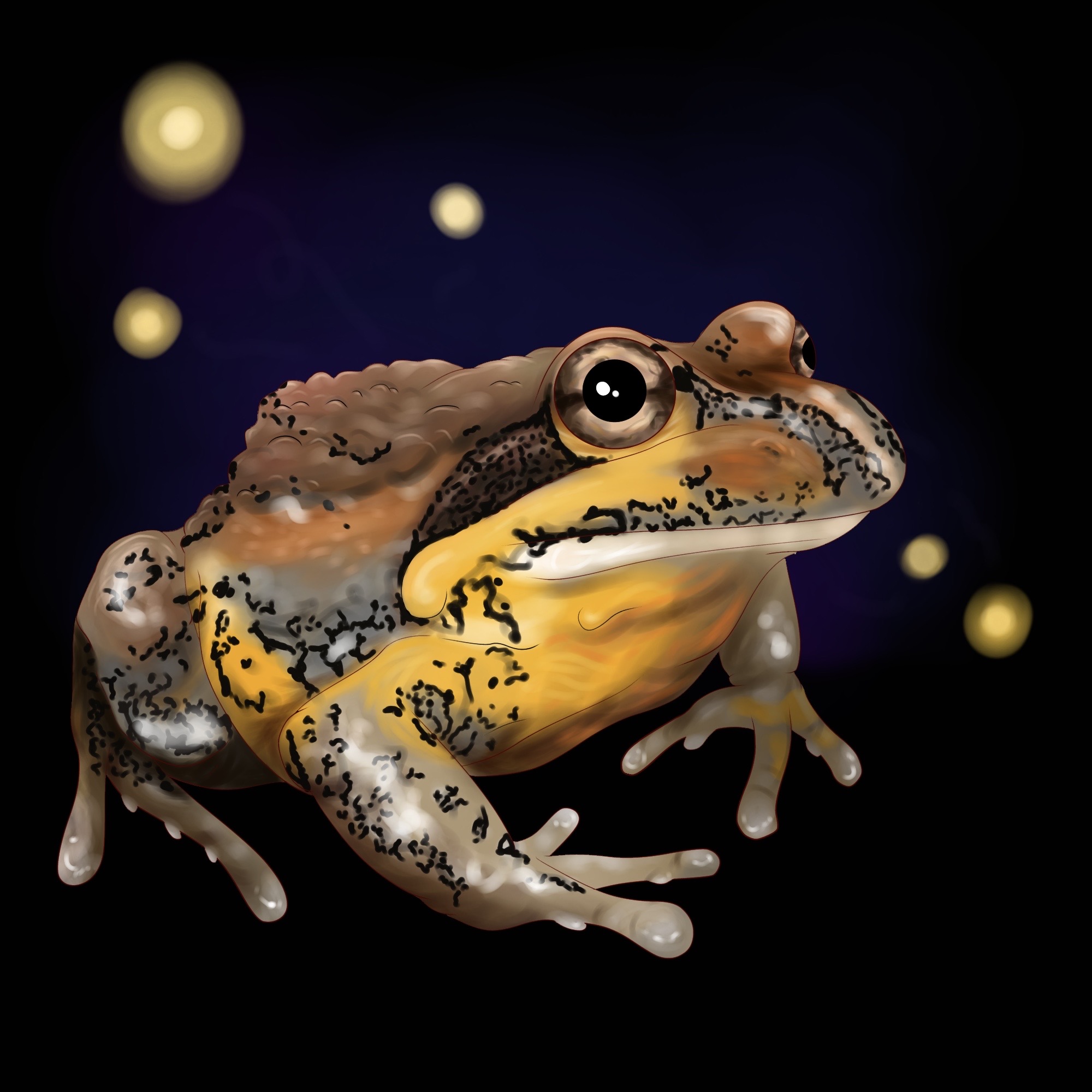 Bullfrog by FinchsArtworks on DeviantArt