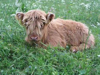 Highland Cattle Calf