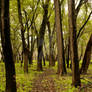 Path Through the Trees