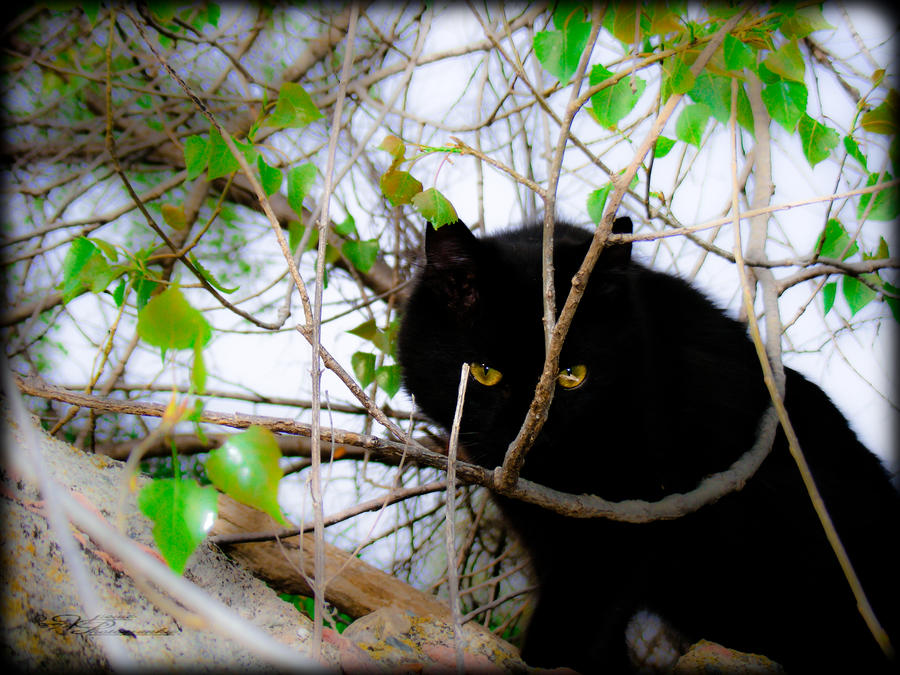 Black Cat