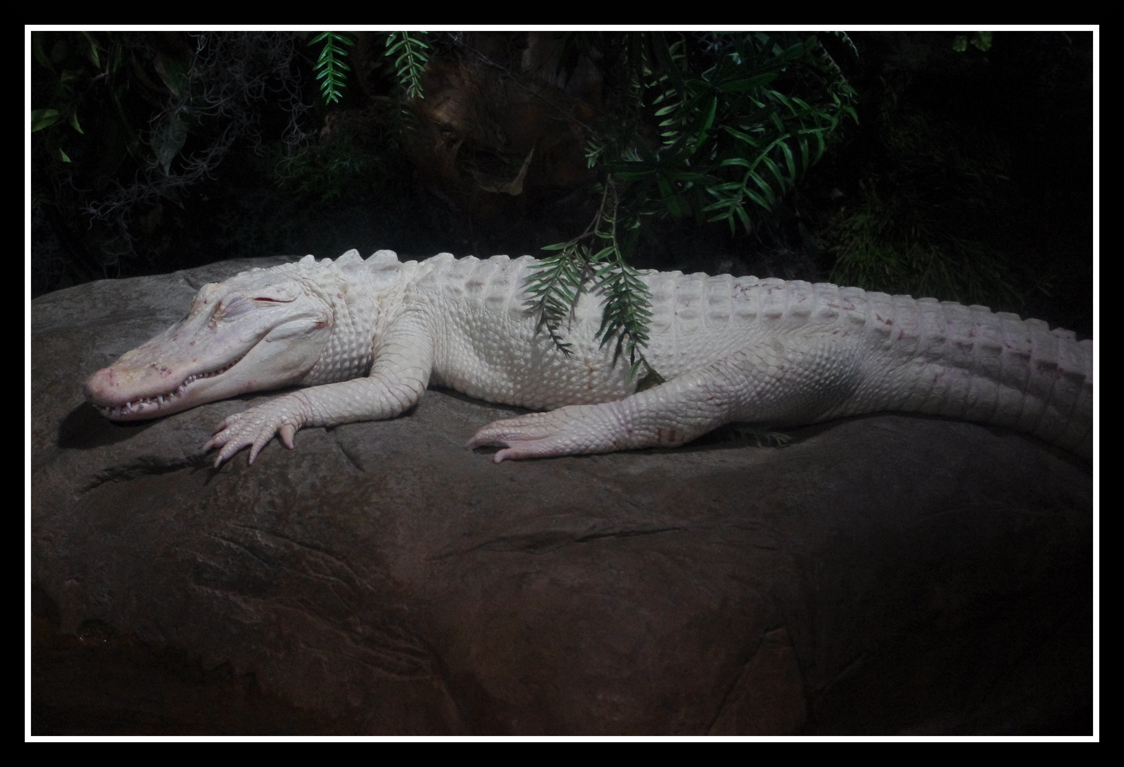 White American Alligator