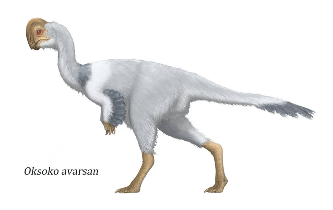 Oksoko by YForest on DeviantArt