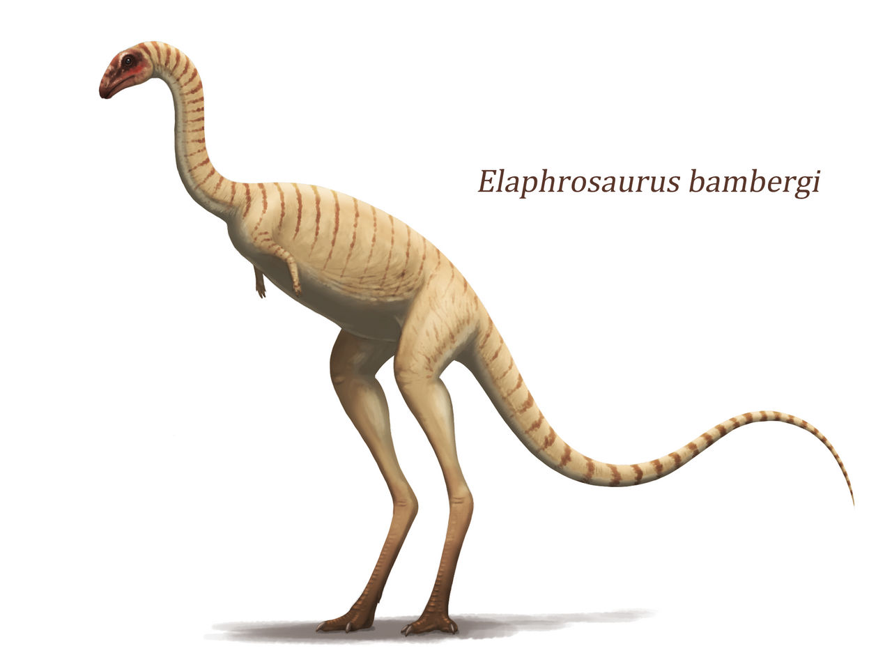 Elaphrosaurus by Y-Forest on DeviantArt