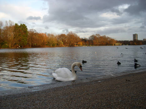 Londoner swan