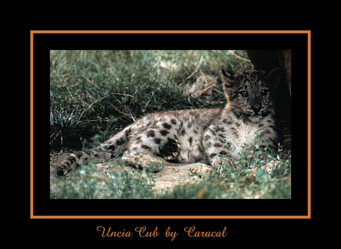 Uncia Cub