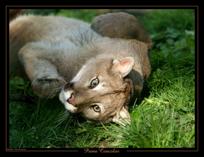 Puma Concolor