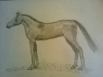 Horse drawing