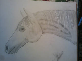 Horse head drawing