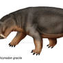 Rhinodicynodon gracile