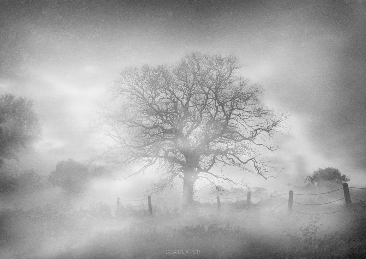 Misty Tree