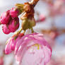 Cherry blossom 8