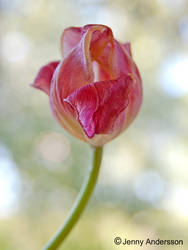 tulip001